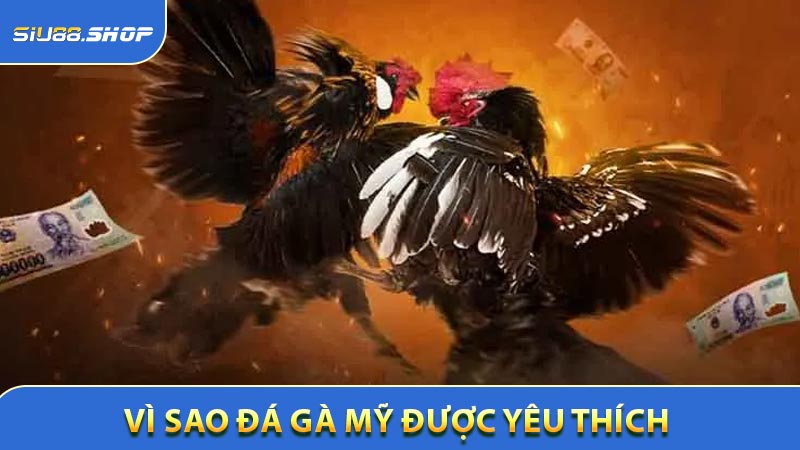 Vì sao đá gà Mỹ được yêu thích nhất Đông Nam Á?